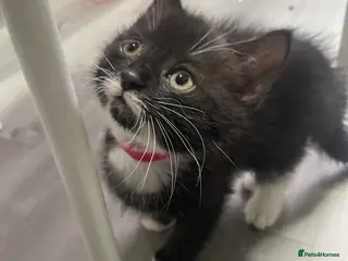 Mixed Breed cats Mixed litter female and male - Advert 1