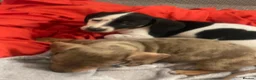 Dachshund dogs for sale: Daucshaund Puppies  - Advert 6