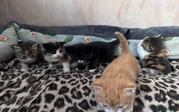 Bengal cats for sale: Beautifull kittens for sale - Image 12