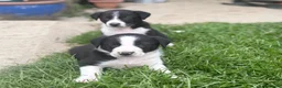 Border Collie dogs for sale: Working Border collie puppies  - Advert 14