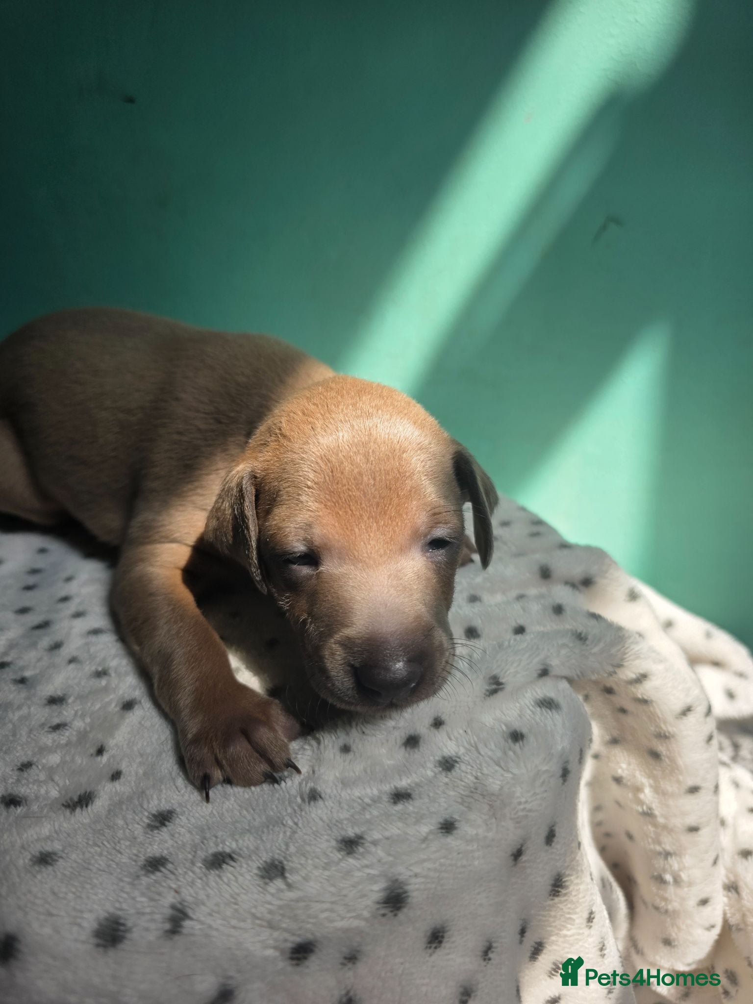 Italian Greyhound dogs Stunning Italian Greyhound Puppies  - Advert 3