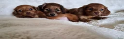 Miniature Dachshund dogs for sale: Longhaird Miniature dachshund puppys - Advert 3