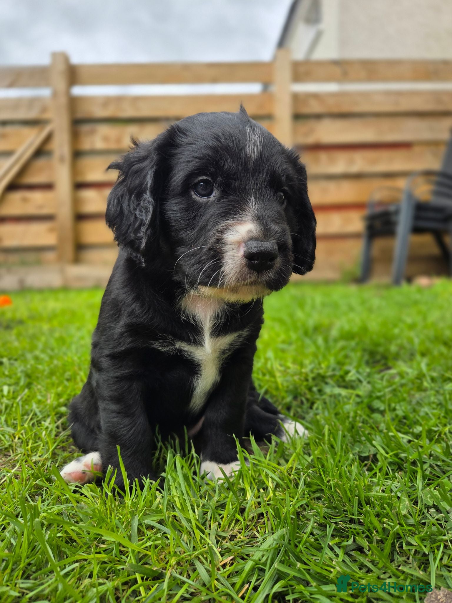 Mixed Breed dogs Field spaniel cross puppies kc Activity registered - Advert 14