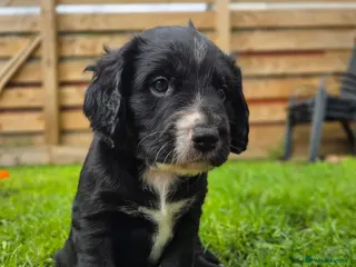 Mixed Breed dogs Field spaniel cross puppies kc Activity registered - Advert 14