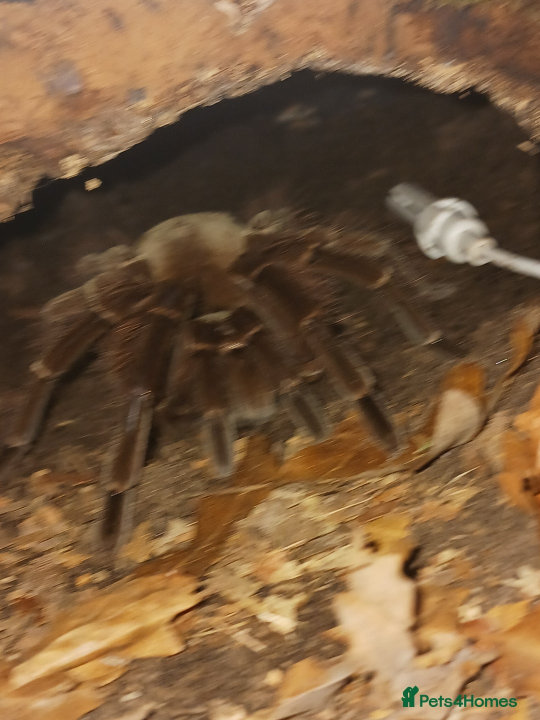 Tarantulas invertebrates for sale: Female theraphosa blondi adult - Advert 2