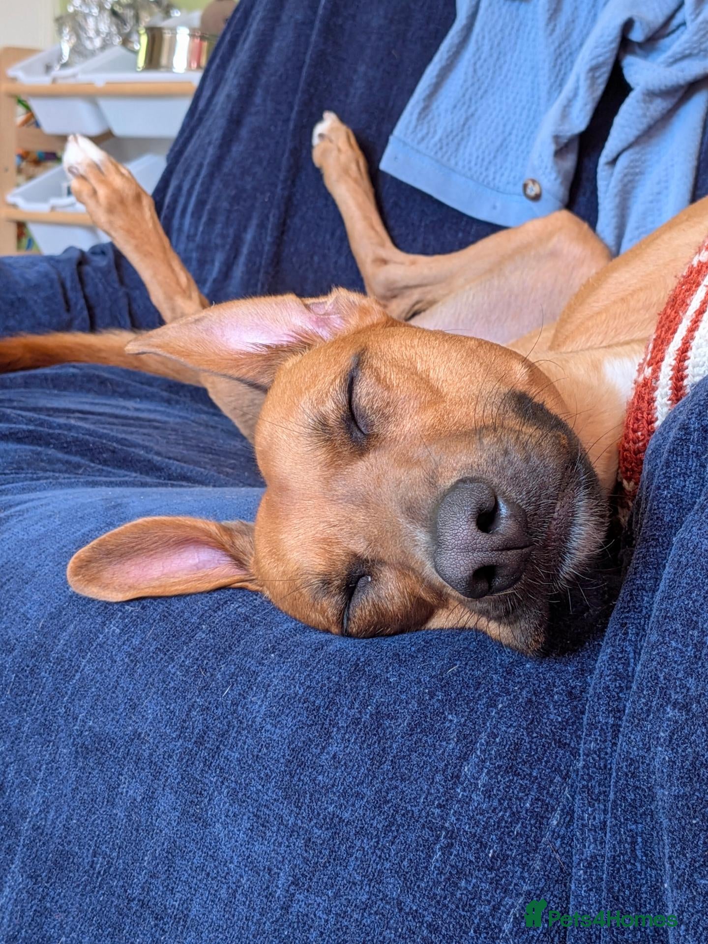 Mixed Breed dogs Lovely Luka the Lurcher - Advert 1