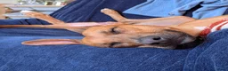 Mixed Breed dogs for sale: Lovely Luka the Lurcher - Advert 1