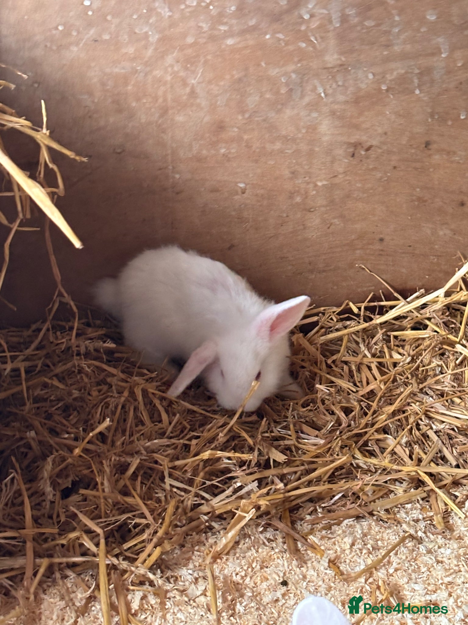 Mini Lop rabbits for sale: 8 beautiful baby’s rabbit  - Advert 3