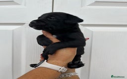 Mixed Breed dogs for sale: 4 week old puppies - Image 7