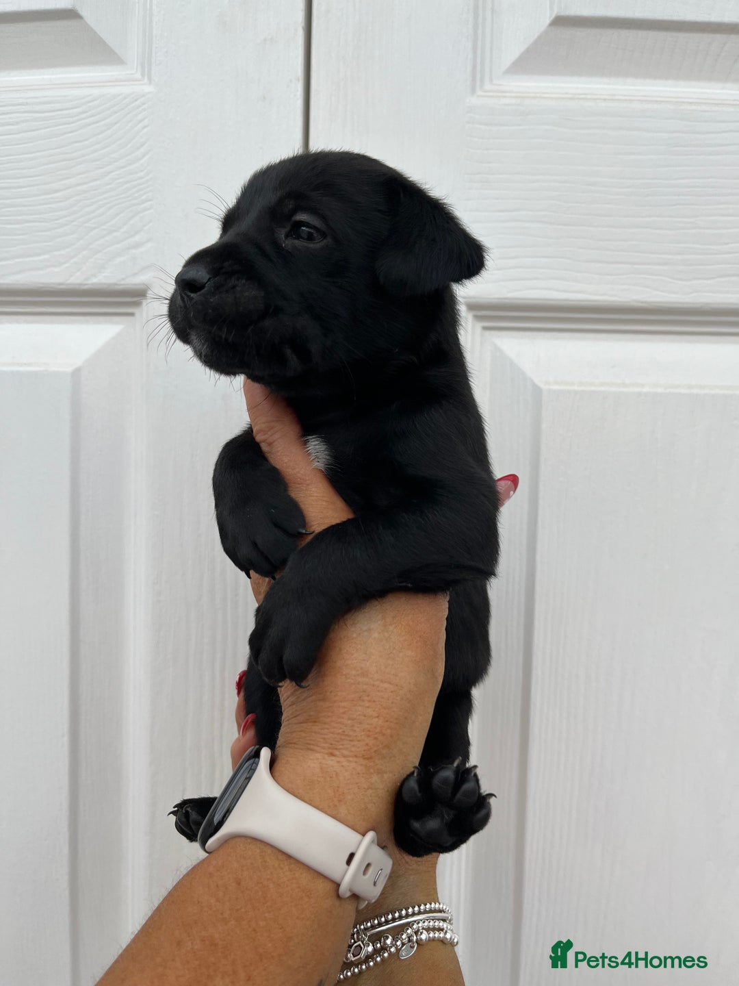 Mixed Breed dogs for sale: 4 week old puppies - Image 7
