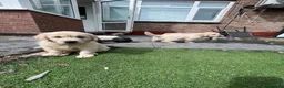 Golden Retriever dogs for sale: Gorgeous golden retriever puppies 🐶  - Advert 17