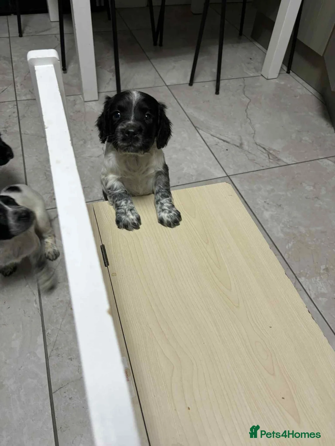 Sprocker dogs for sale: 7 Sprocker spaniels - Advert 9