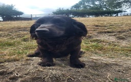 Cocker Spaniel dogs for sale: Male cocker dog kc reg  - Image 3