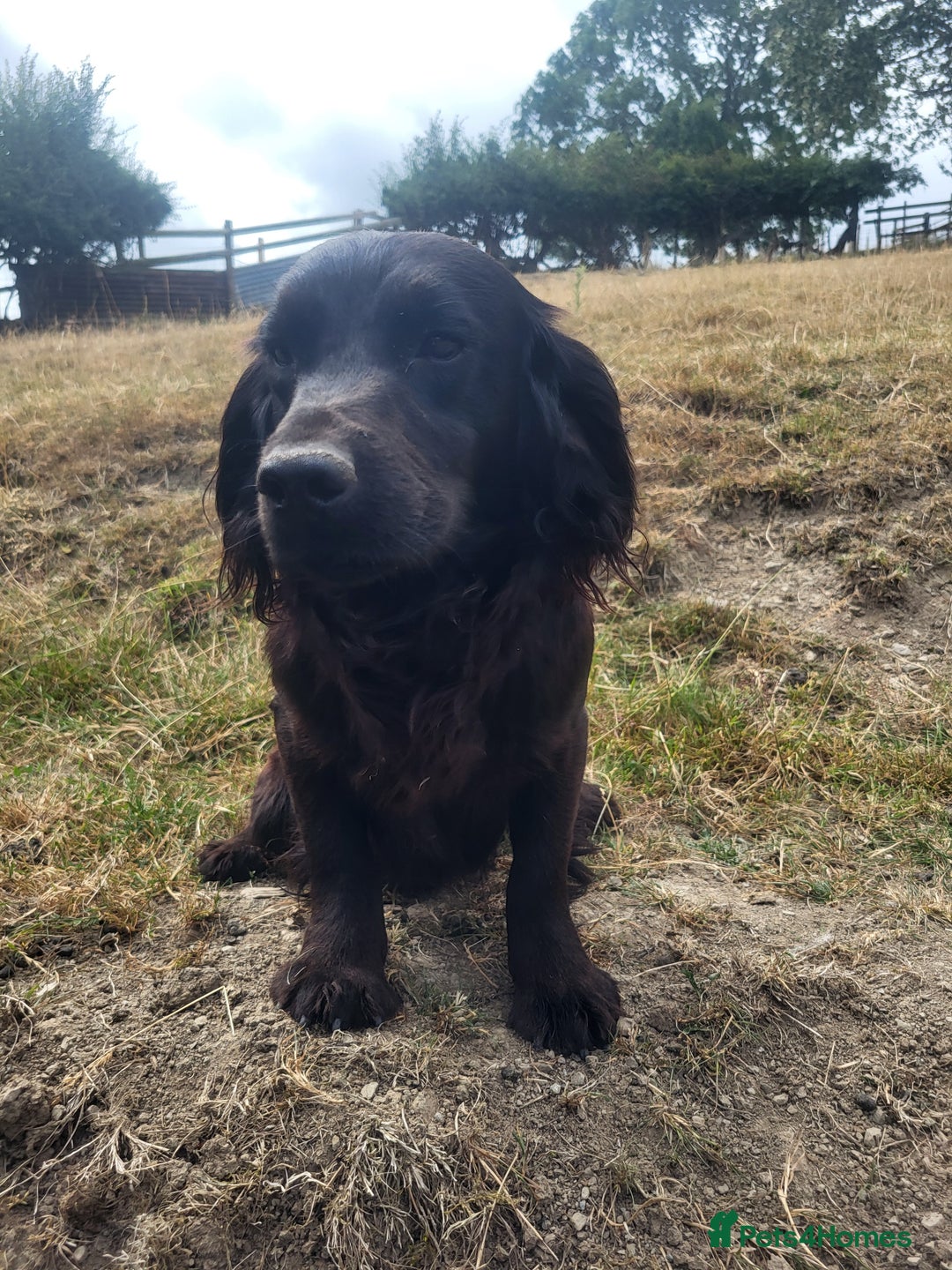 Cocker Spaniel dogs for sale: Male cocker dog kc reg  - Image 3