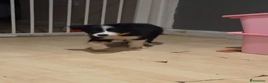 Border Collie 2