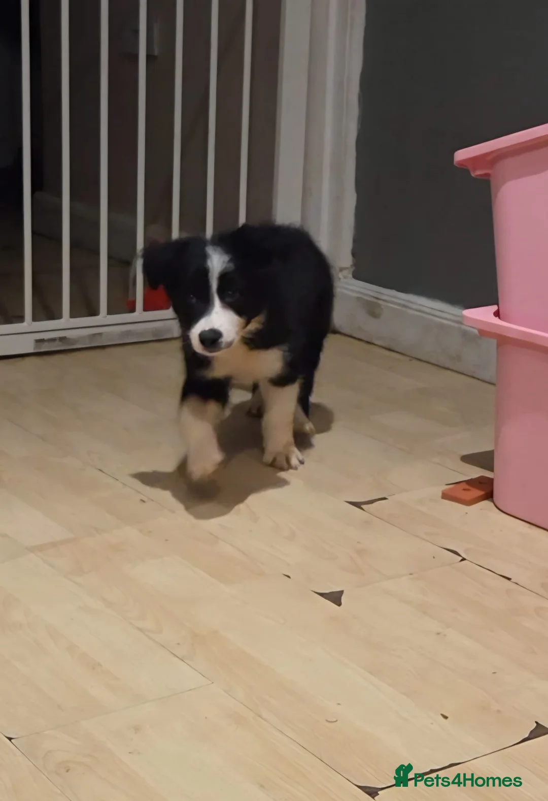 Border Collie dogs for sale: 2 male border collie  in Stalybridge - Advert 2