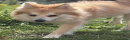 Pomeranian dogs for stud: Pomeranian for STUD  - Advert 4