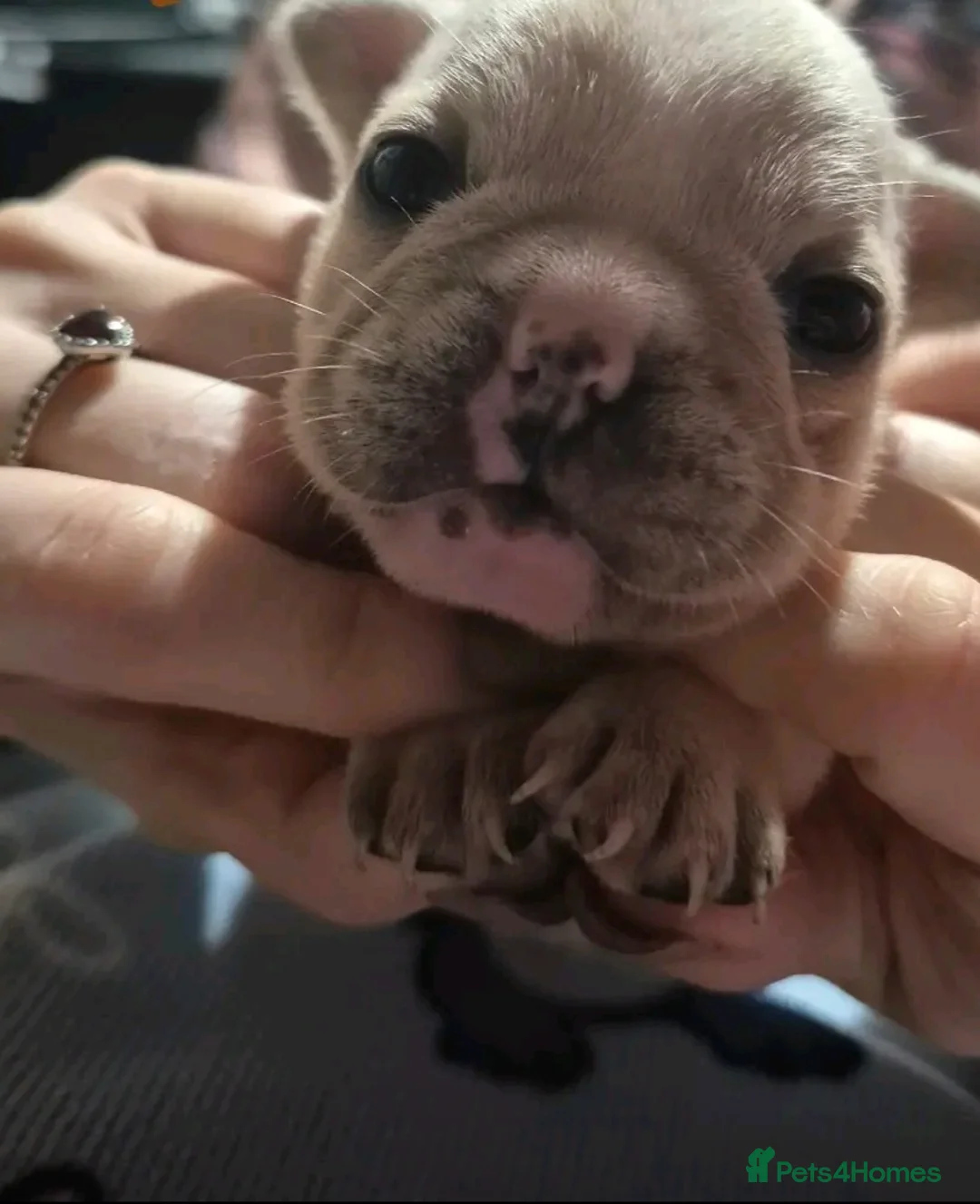 French Bulldog dogs for sale: Gorgeous frenchie pups - Advert 4