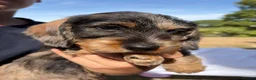 Miniature Dachshund dogs for sale: Male miniature wire haired dachschund puppy in Chipping Norton - Advert 1