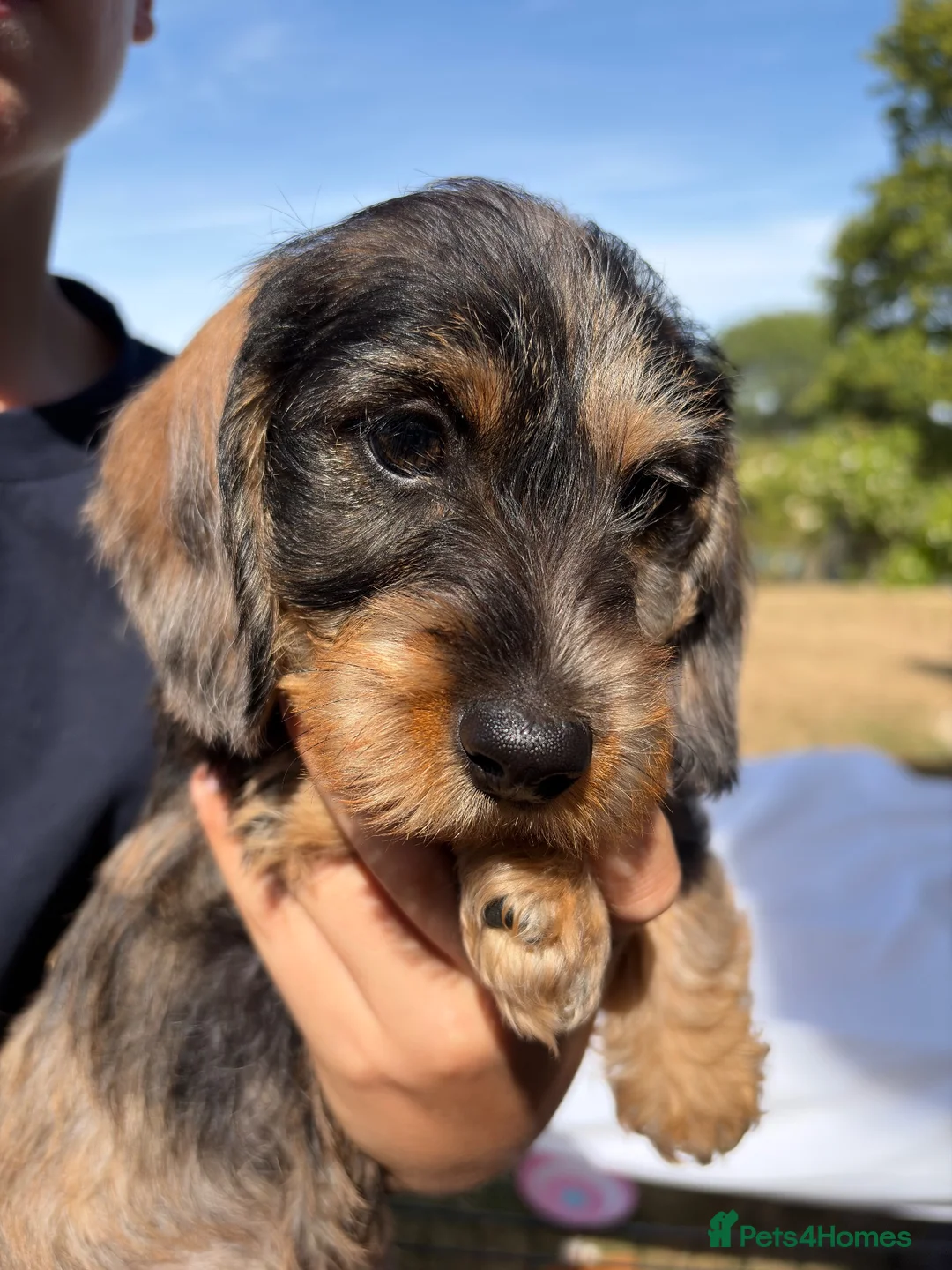 Miniature Dachshund dogs for sale: Male miniature wire haired dachschund puppy in Chipping Norton - Advert 1