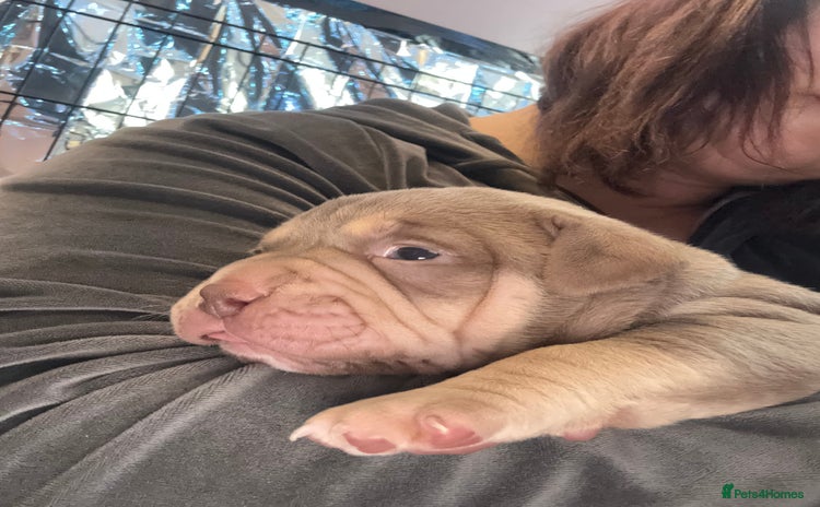 American Bully dogs - Advert 3