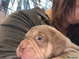 American Bully dogs - Advert 24