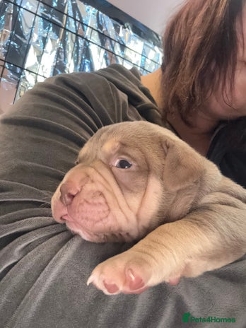 American Bully dogs - Advert 3