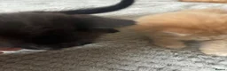 Mixed Breed cats for sale: Adorable playful kittens  - Advert 13