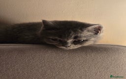 British Shorthair cats for sale: British shorthair  - Image 25