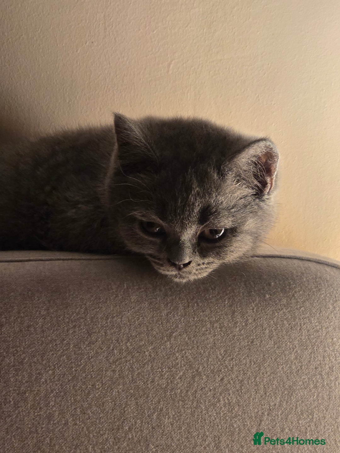 British Shorthair cats for sale: British shorthair  - Image 25