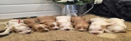 Cocker Spaniel dogs for sale: SHOW TYPE health tested KC cocker spaniels  - Advert 1