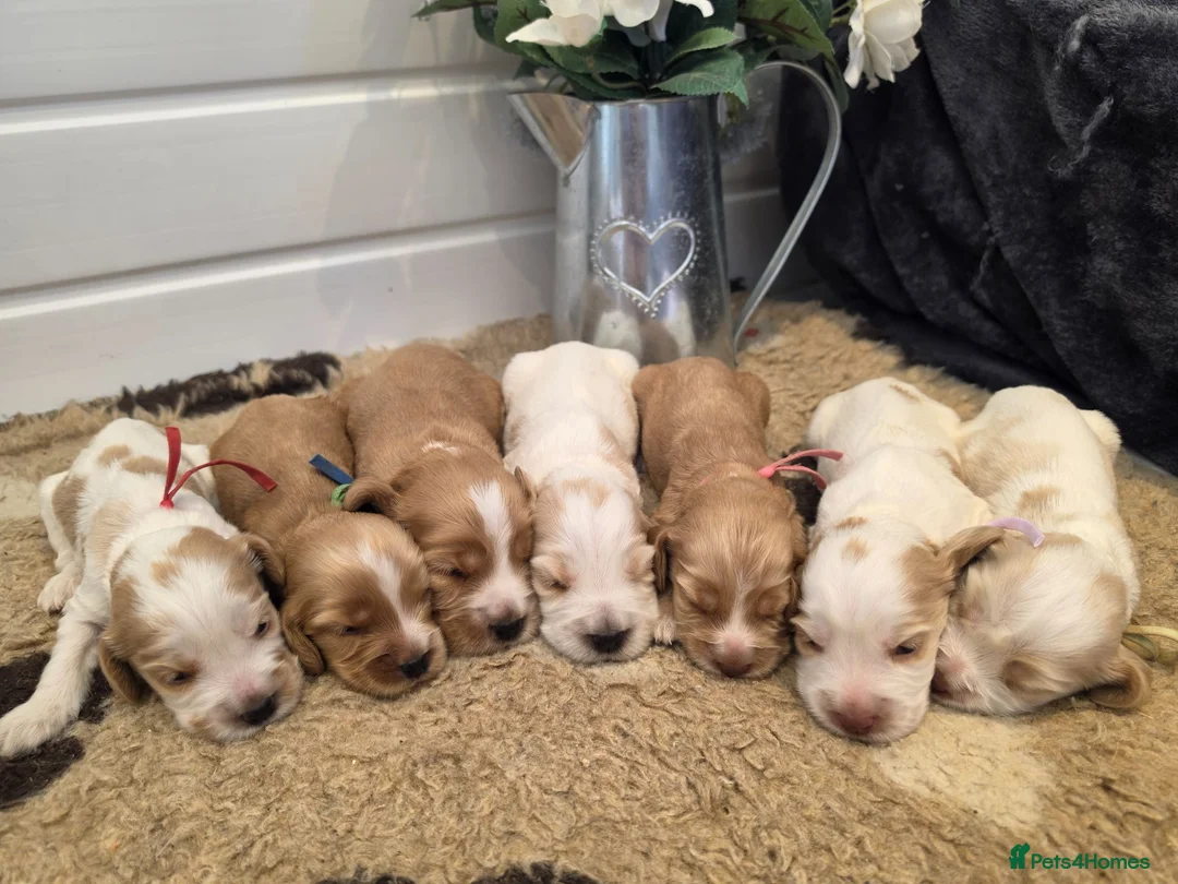 Cocker Spaniel dogs for sale: SHOW TYPE health tested KC cocker spaniels  - Advert 1