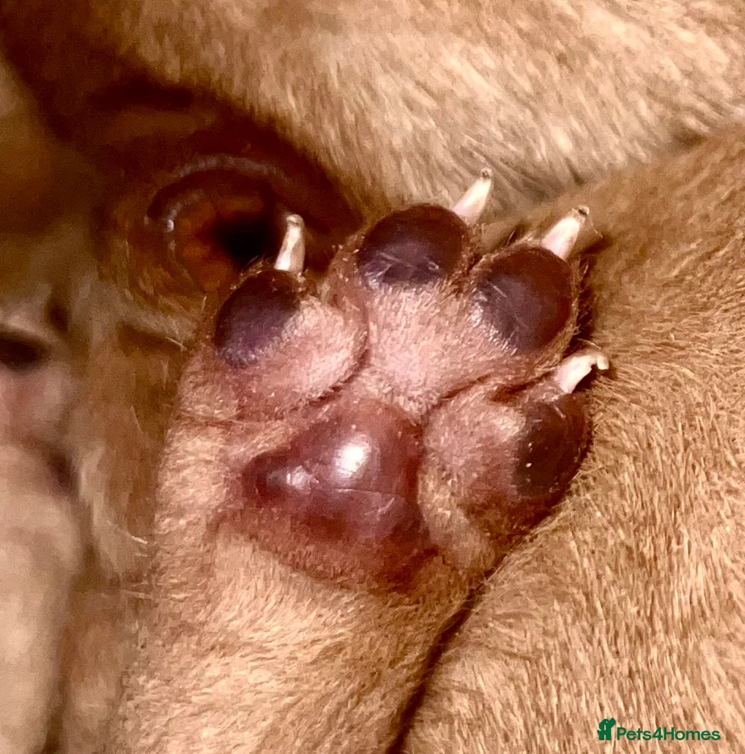 Hungarian Vizsla dogs for sale: Chunky curious pupies for March!! 🐶🐶 - Advert 7