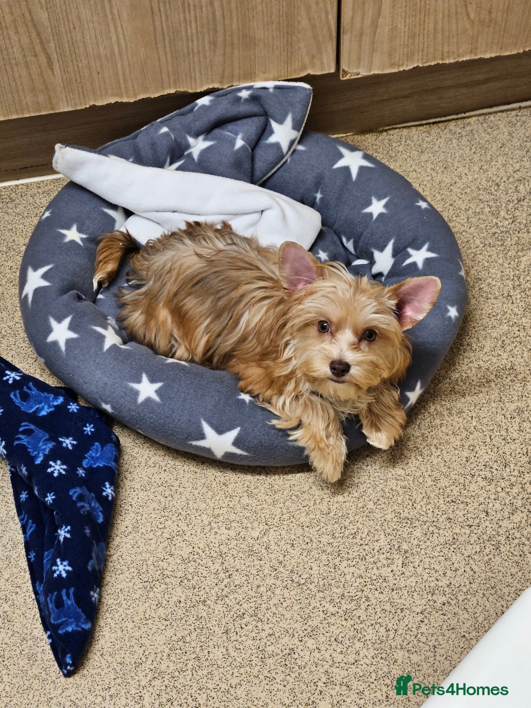 Yorkshire Terrier dogs for sale: Small Blonde Yorkie girl ready now - Advert 17