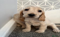 Cocker Spaniel dogs for sale: Beautiful Cocker Spaniel Puppies. - Advert 14