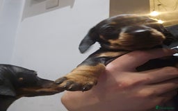 Miniature Dachshund dogs for sale: Miniature Dachshund puppies - Image 8