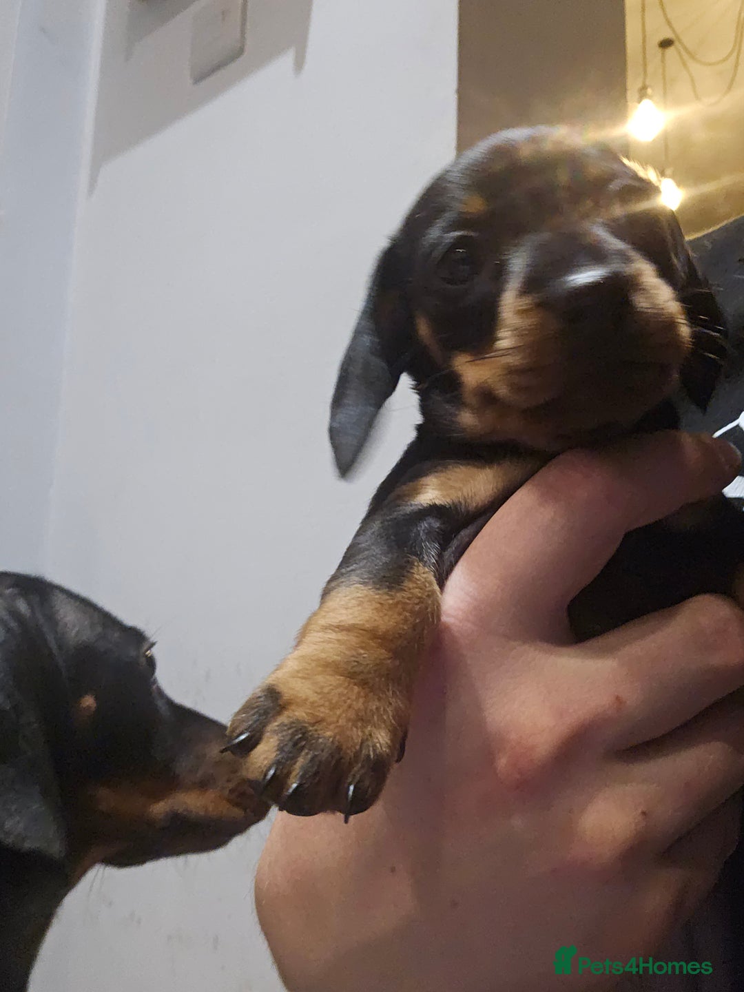 Miniature Dachshund dogs for sale: Miniature Dachshund puppies - Image 8