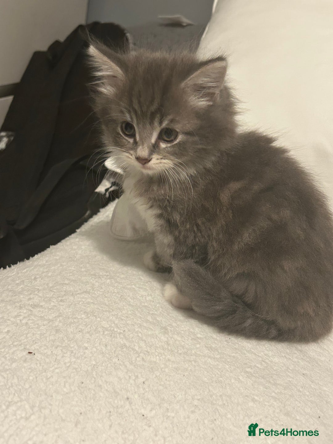 Mixed Breed cats for sale: Mixed breed - Advert 4