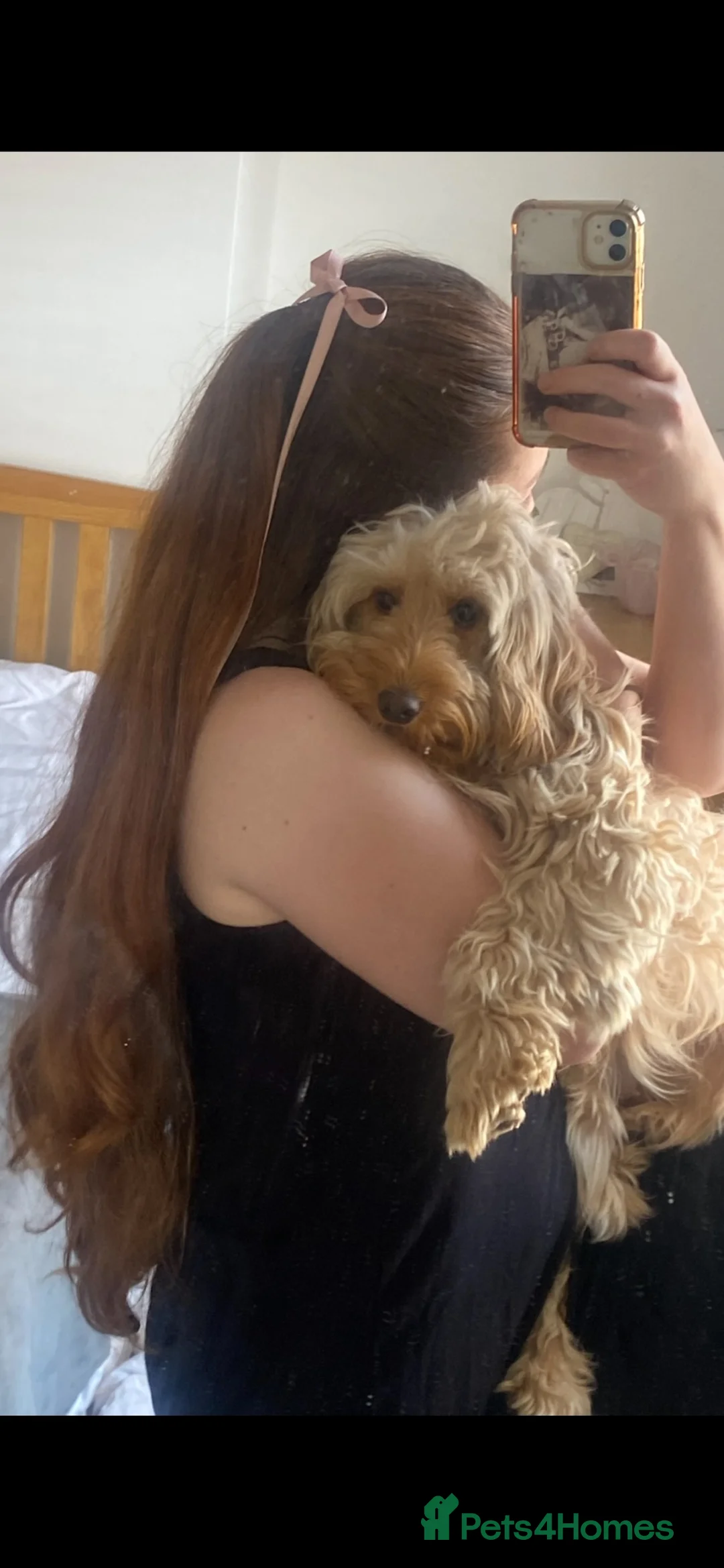 Cockapoo dogs for sale: 2 year old cockapoo considered for rehoming  in Wallasey - Advert 14