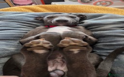 Whippet dogs for sale: Beautiful Male Whippet Puppy - Image 26