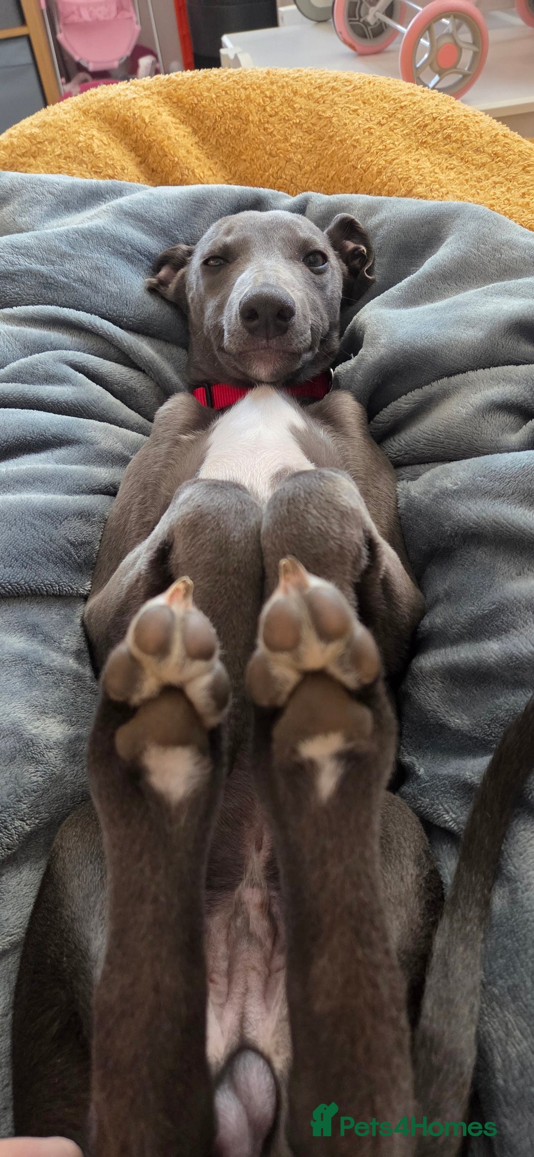 Whippet dogs for sale: Beautiful Male Whippet Puppy - Image 26