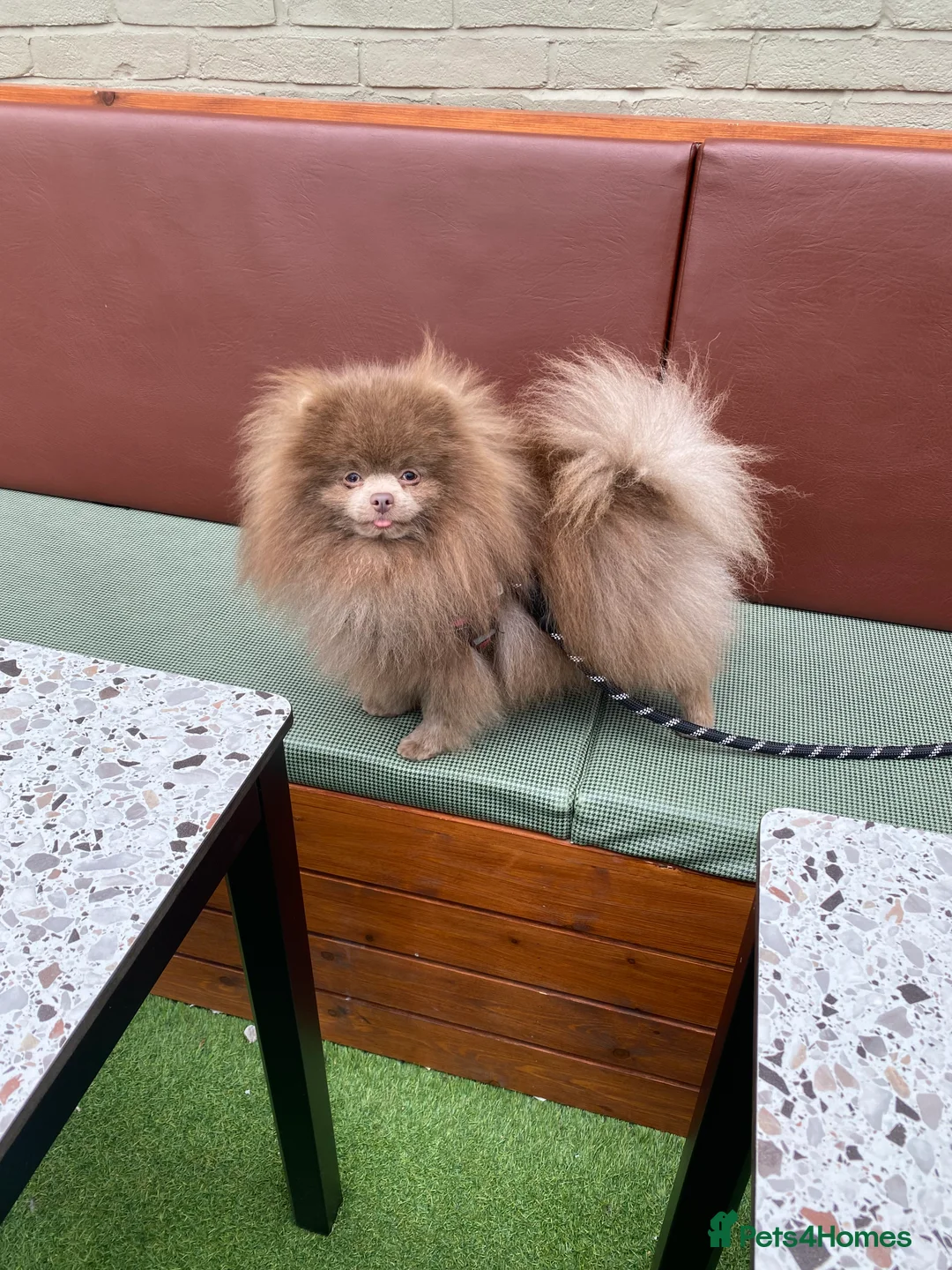 Pomeranian dogs for stud: 🏆 LOTS of champion lines, tiny teddy bear 🧸 in Leeds - Advert 9