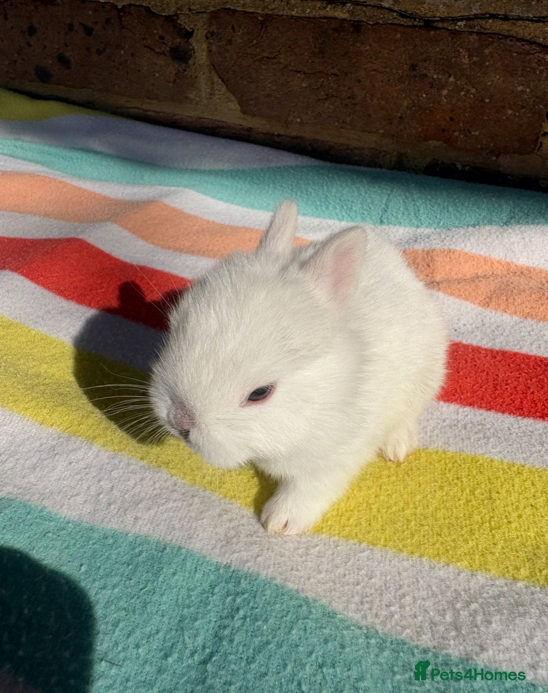Netherland Dwarf rabbits for sale: Sweet Netherland Dwarf bunnies  - Advert 5