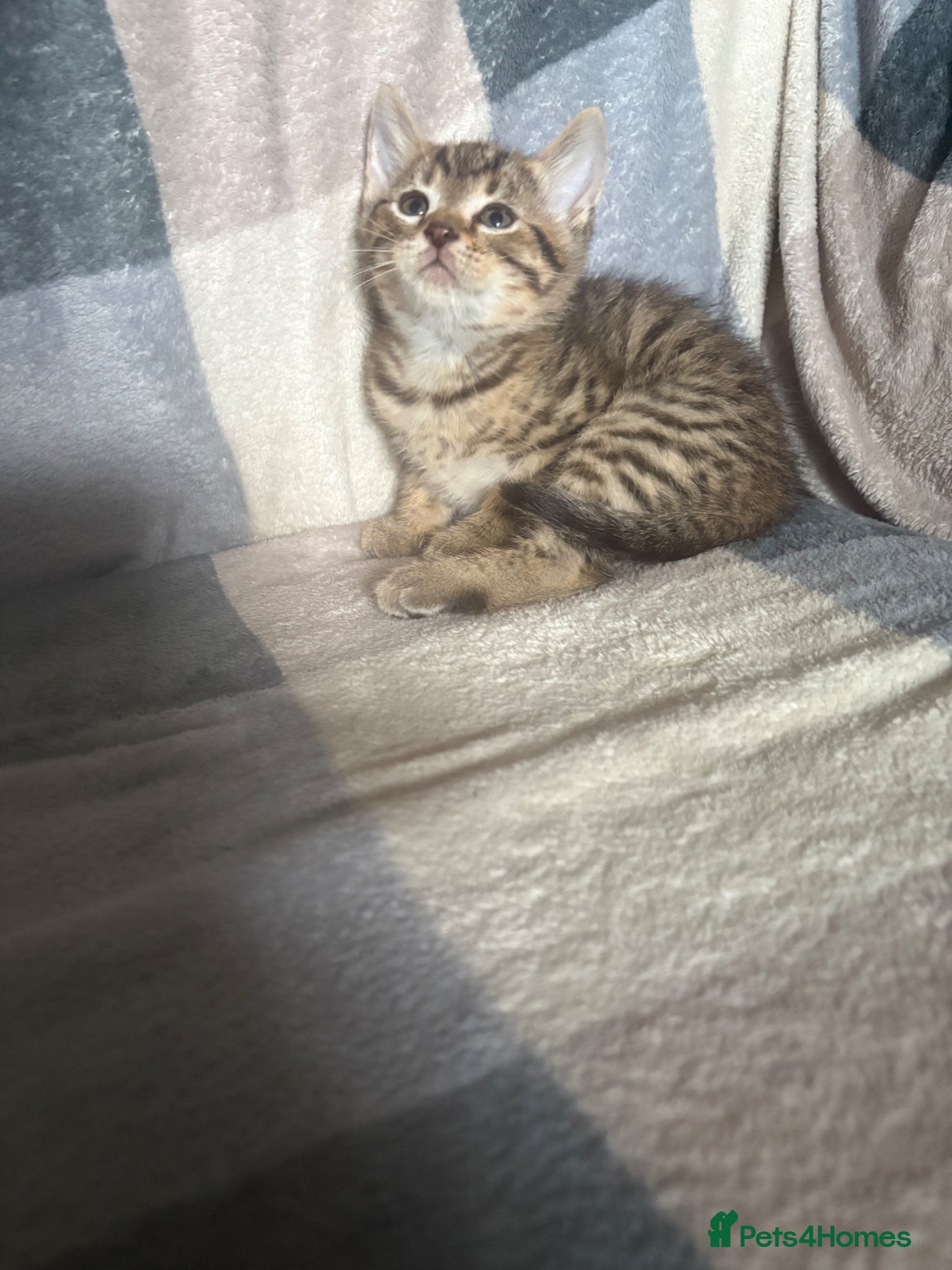 Mixed Breed cats kitten  - Advert 1