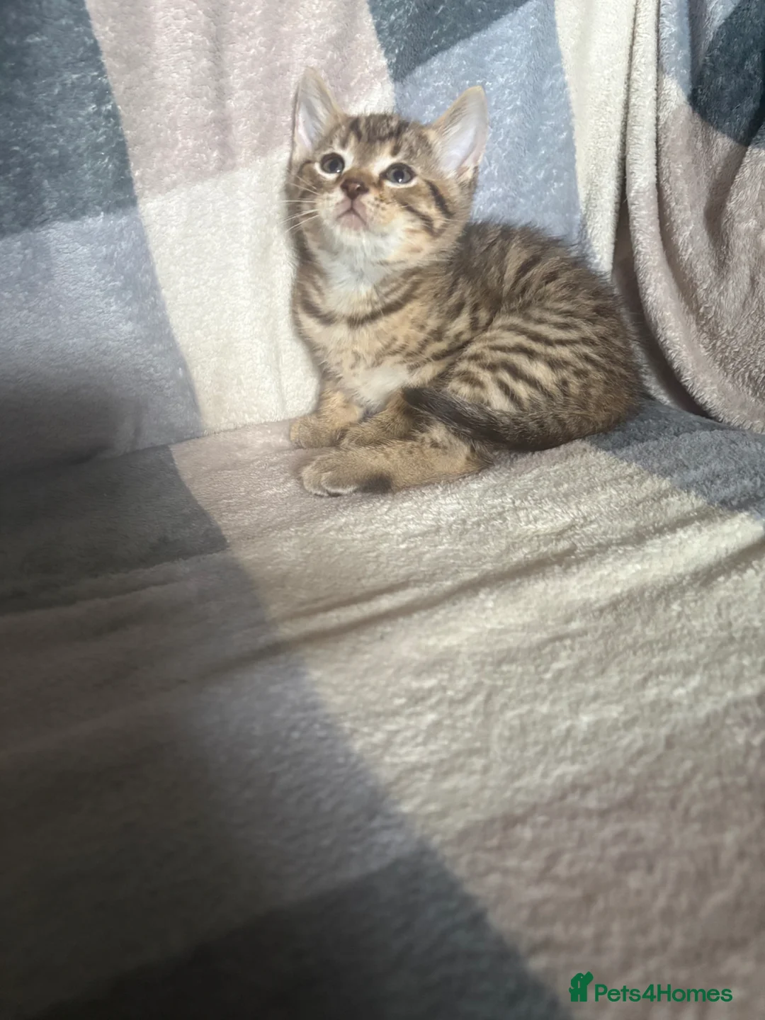 Mixed Breed cats for sale: kitten  in Bradford - Advert 1