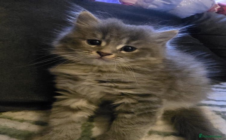 Scottish Fold cats Adorable Scottish boy looking for a new home. - Advert 1