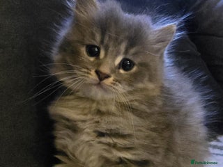 Scottish Fold cats Adorable Scottish boy looking for a new home. - Advert 1