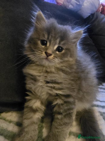 Scottish Fold cats Adorable Scottish boy looking for a new home. - Advert 1