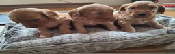 Cockapoo dogs for sale: F1b Cockapoo puppies - Advert 6