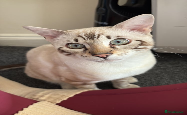 Bengal cats - Advert 1